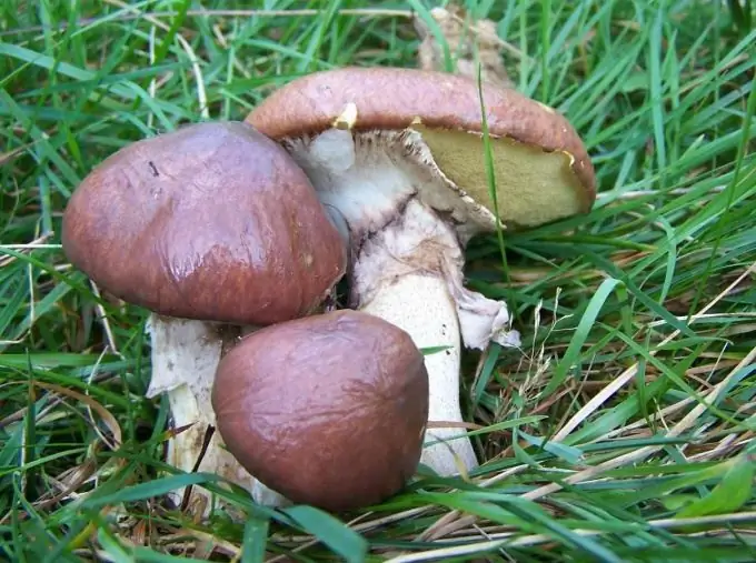 Cum se gătește boletus