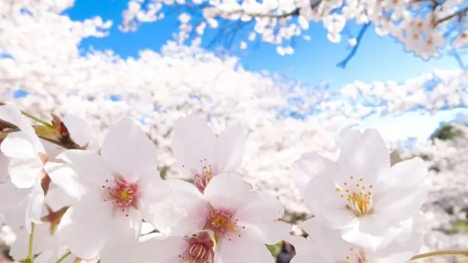 Hermosa piccha con flores de sakura